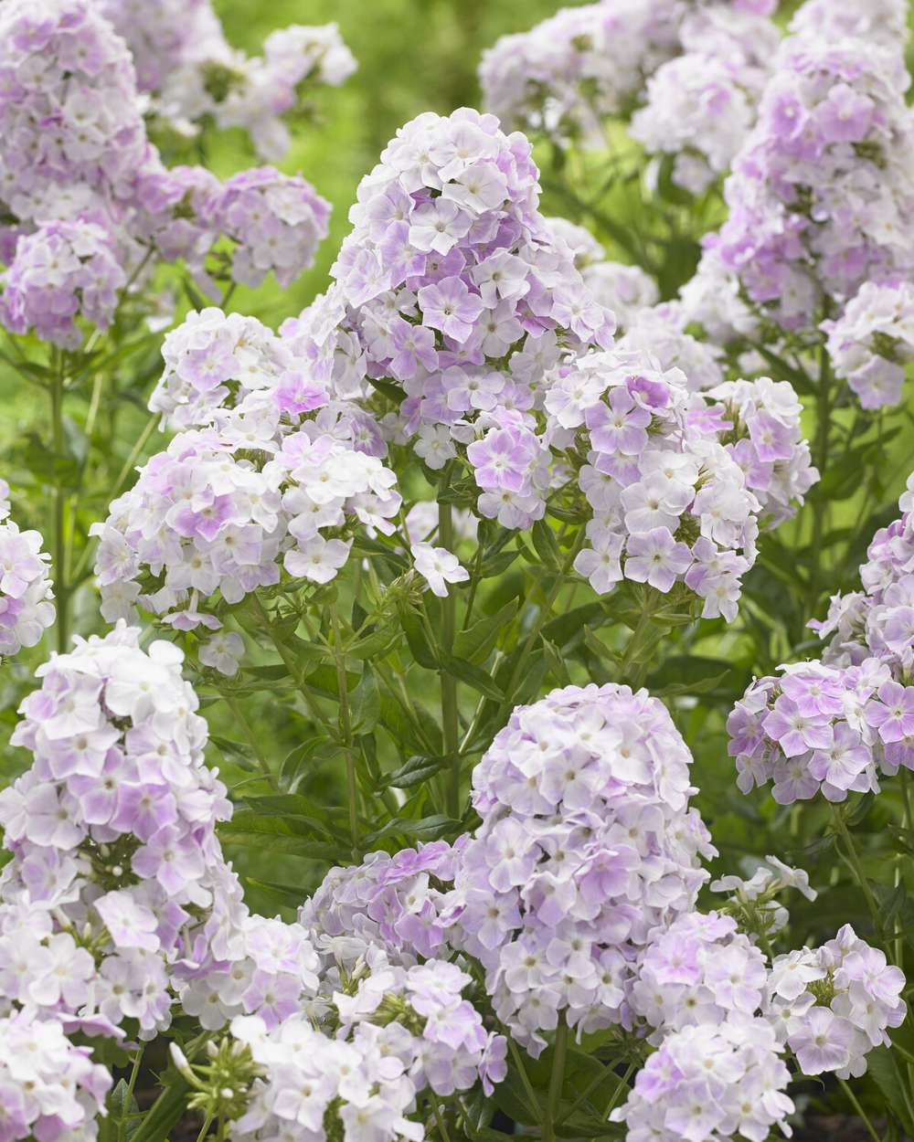 Høstfloks 'Cool Water'